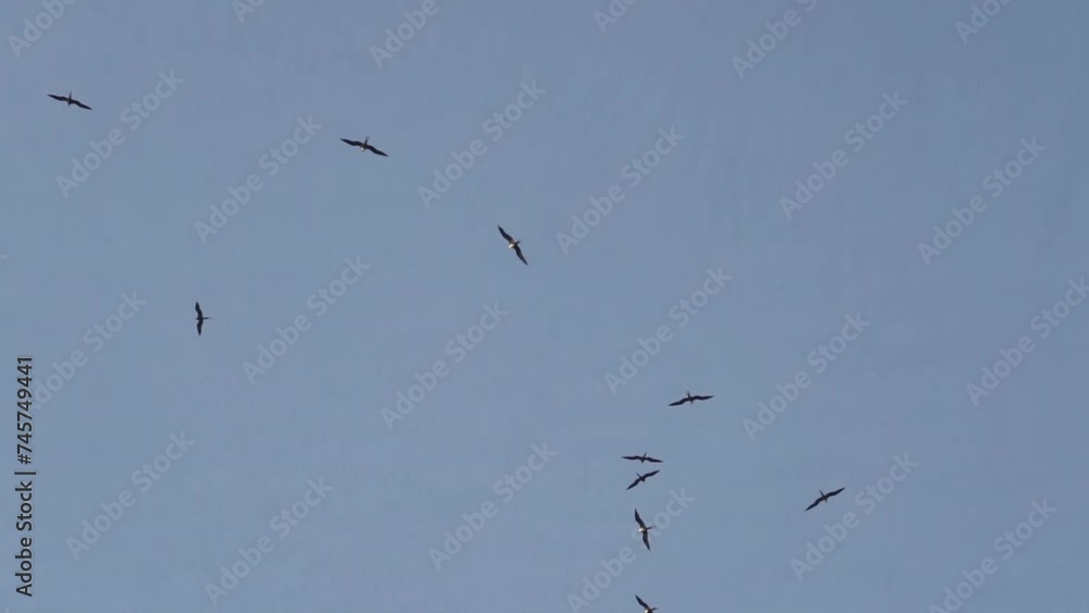 Frigate birds circling over Fortaleza de Sao Jose da Ponta Grossa is a fort located on the Santa Catarina Island close to Florianopolis during the golden hour of s Frigate birds circling over Fortaleza de Sao Jose da Ponta Grossa is a fort located on the Santa Catarina Island close to Florianopolis during the golden hour of s
