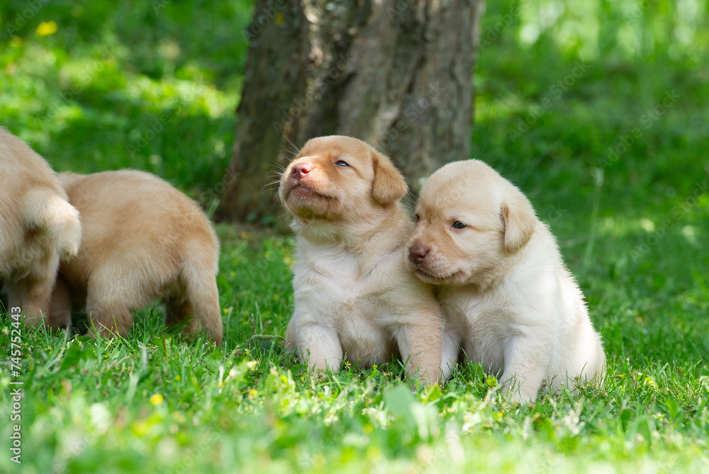 Labrador Retriever Welpen im Garten Labrador Retriever Welpen im Garten