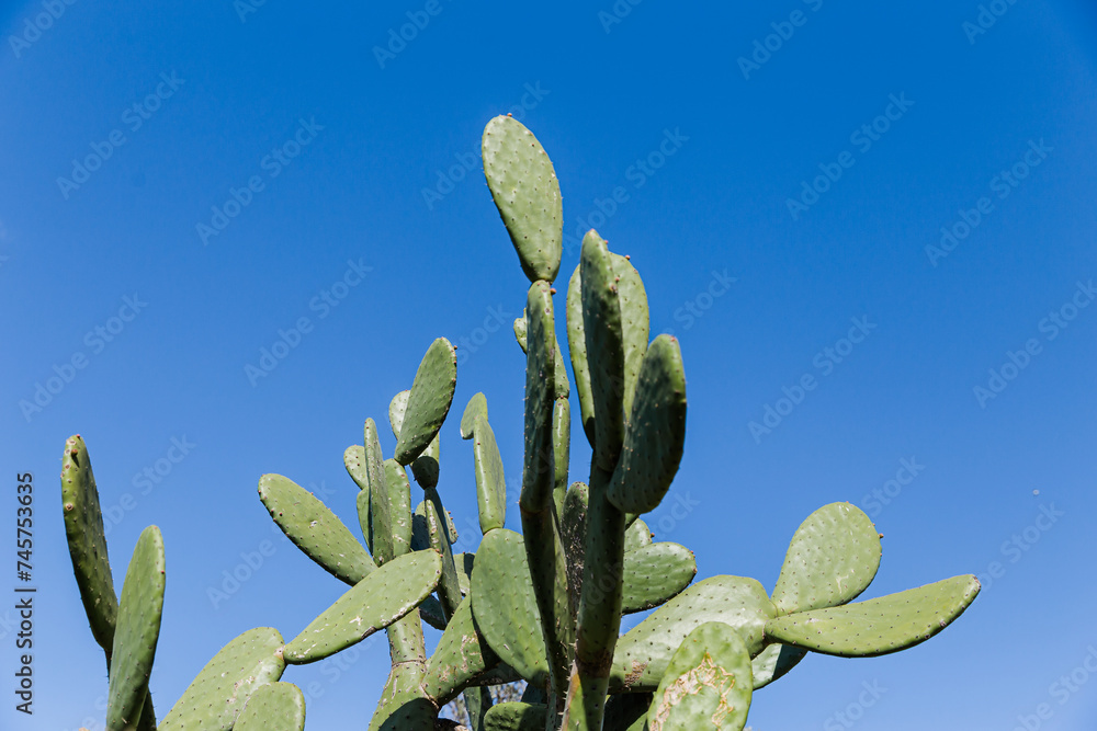 Cactus on a blue summer sky