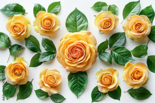 The roses are arranged on a flat surface giving a sense of geometric beauty. beautiful plant flowers.