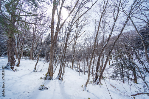 冬の雪の森  日本 長野県 © LookForNature