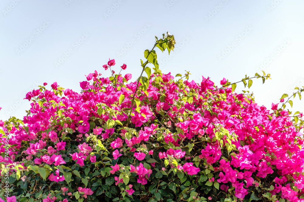 Bougainvillea, Paper flower Bougainvillea hybrida soft focus with blurry background Bougainvillea, Paper flower Bougainvillea hybrida soft focus with blurry background