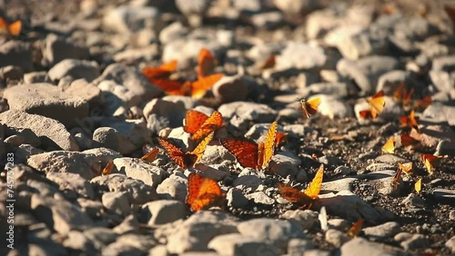 Many butterflies sit on the shore of a pond, drinking water. Orange butterflies in a large cluster.