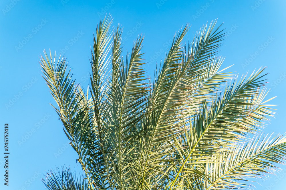 Palm tree with green leaves on blue background Palm tree with green leaves on blue background