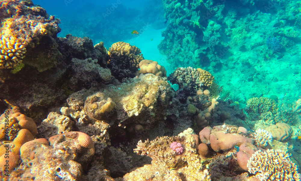 Amazing  coral reef and fish