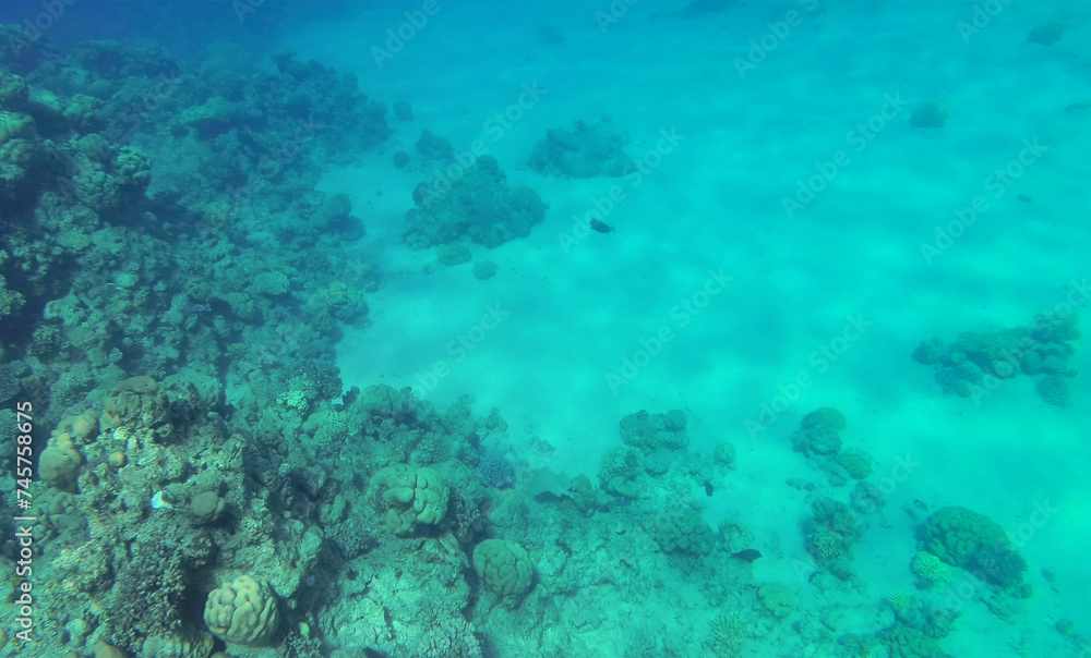 Amazing  coral reef and fish