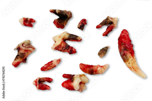 Fotografie infected dog teeth after extraction