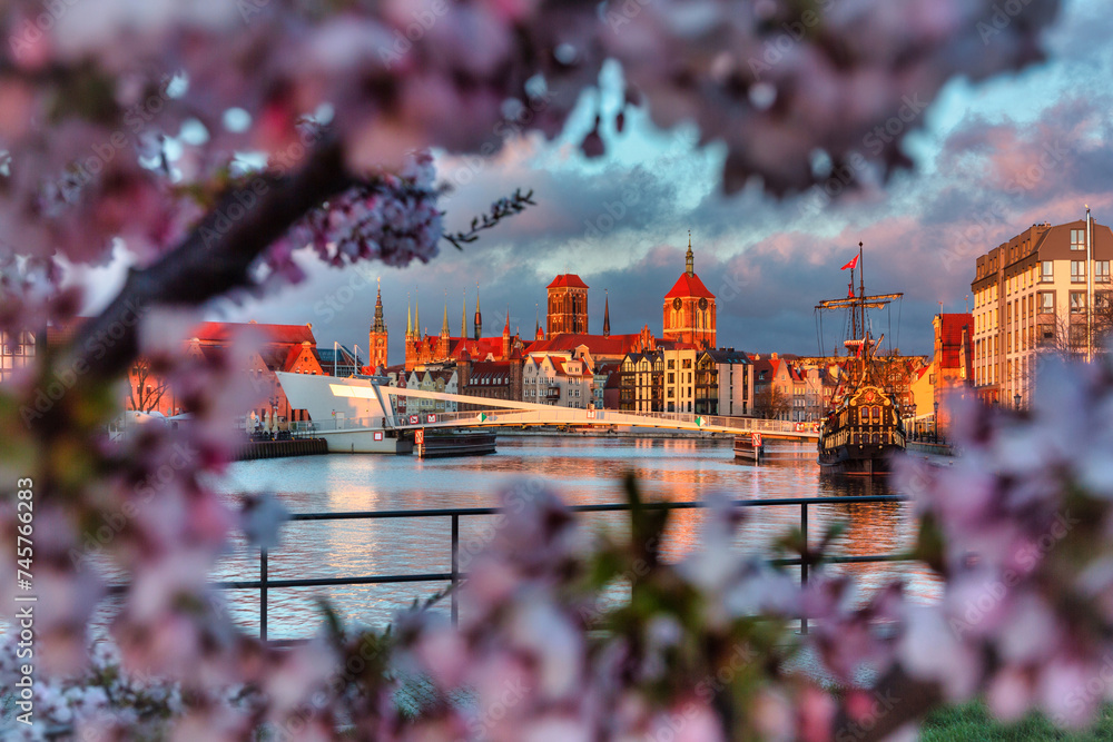 Obraz na płótnie Blooming cherry trees by the Motława River at sunrise, Gdansk. Poland w salonie