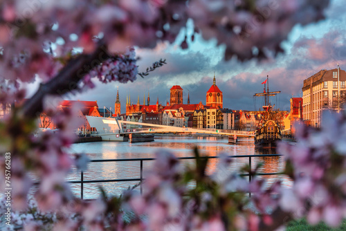 Blooming cherry trees by the Motława River at sunrise, Gdansk. Poland photo
