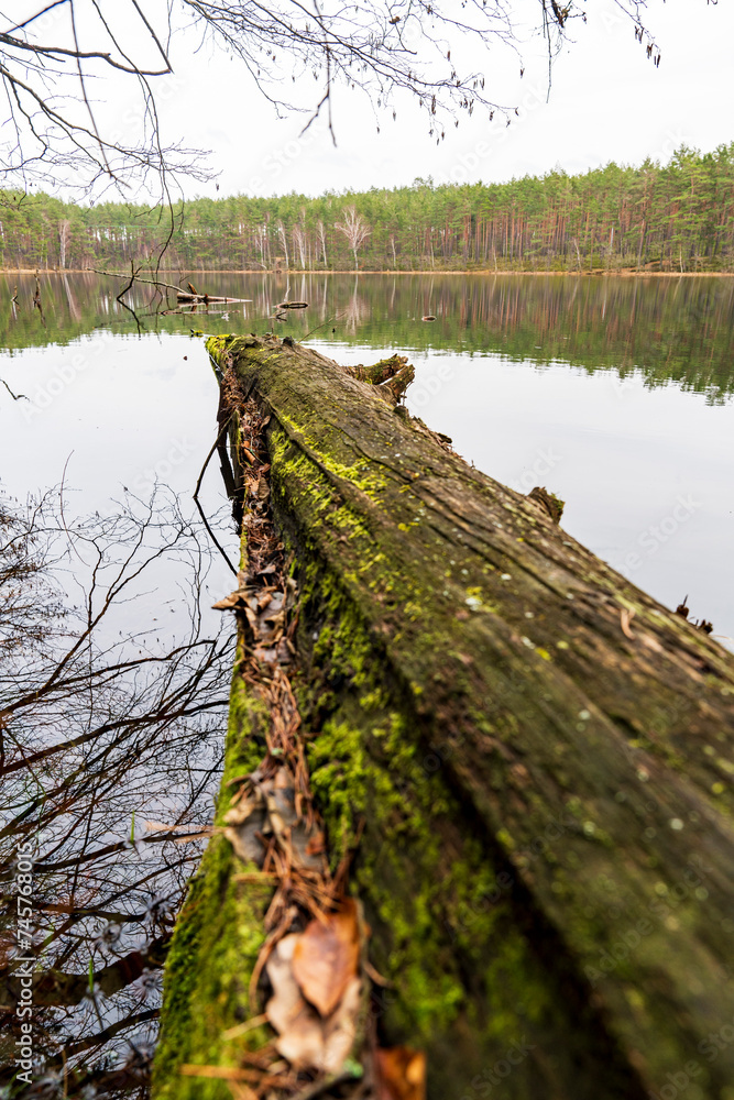 stump in the forest