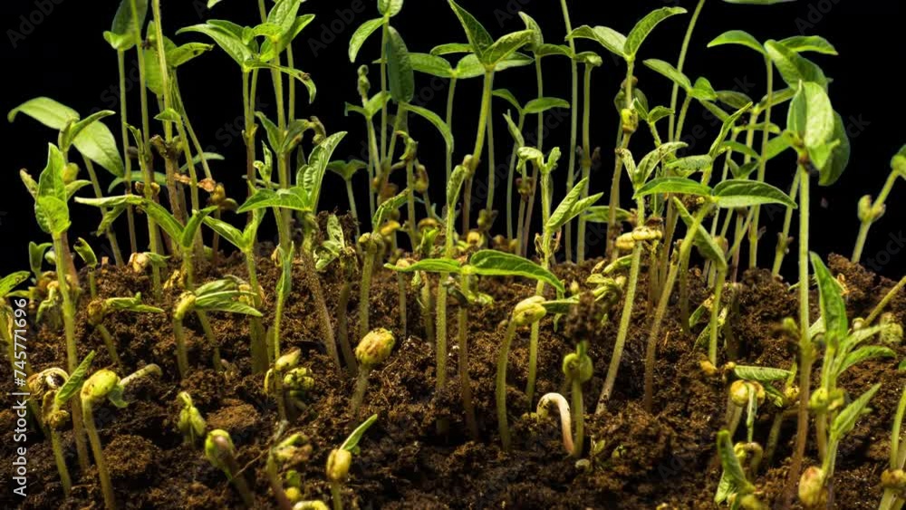 Mung beans sprout in the ground, turn into grass, and dry up due to drought. Agriculture. Microgreens. Healthy eating. Natural phenomenon. periods of time Mung beans sprout in the ground, turn into grass, and dry up due to drought. Agriculture. Microgreens. Healthy eating. Natural phenomenon. periods of time