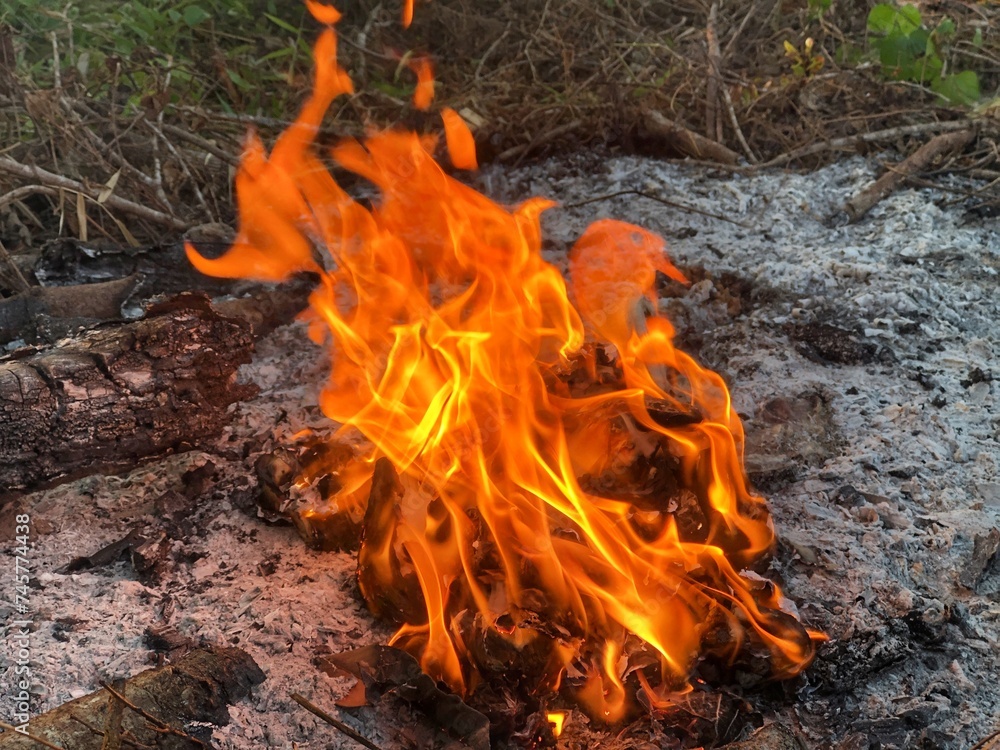 fire in the forest fire in the forest