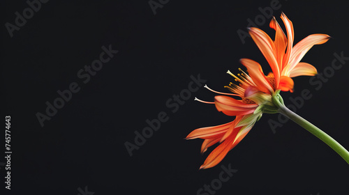 minimalistic macro of a part of a flower with dark background 