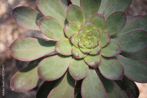 cactus flower