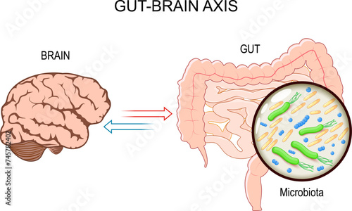 Microbiome Gut Brain Axis photo