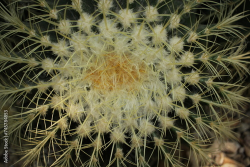 close up of a cactus