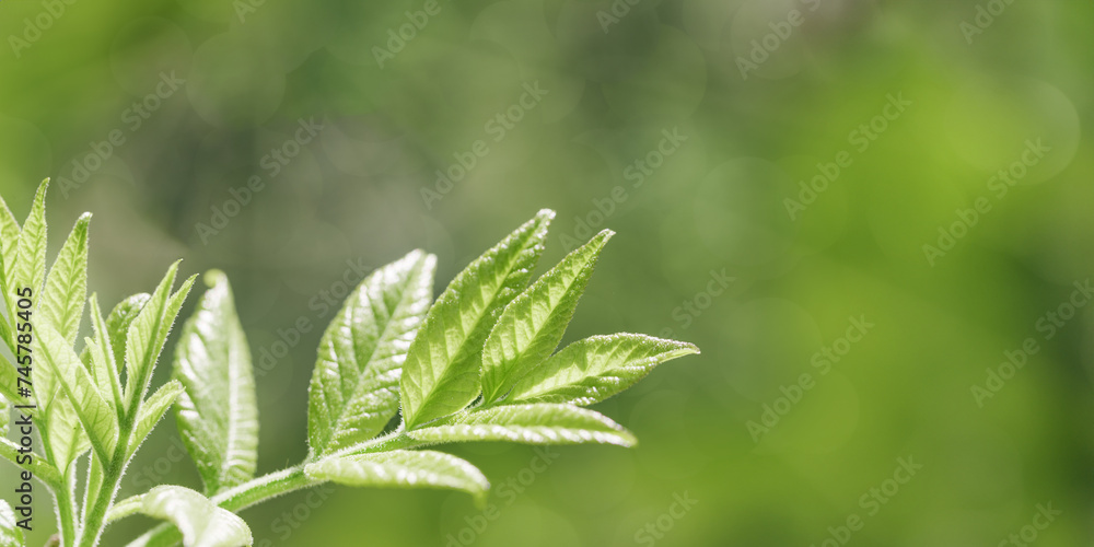 Young Green Maple Leaves at Sunlight, green monochrome colored spring natural pattern, outdoors nature minimal scenery, new leaf growth, textured spring foliage, blurred backgrond banner with bokeh Young Green Maple Leaves at Sunlight, green monochrome colored spring natural pattern, outdoors nature minimal scenery, new leaf growth, textured spring foliage, blurred backgrond banner with bokeh