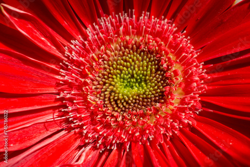 Gerbera roja