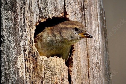 House Sparrow looking out from inside tree nest.