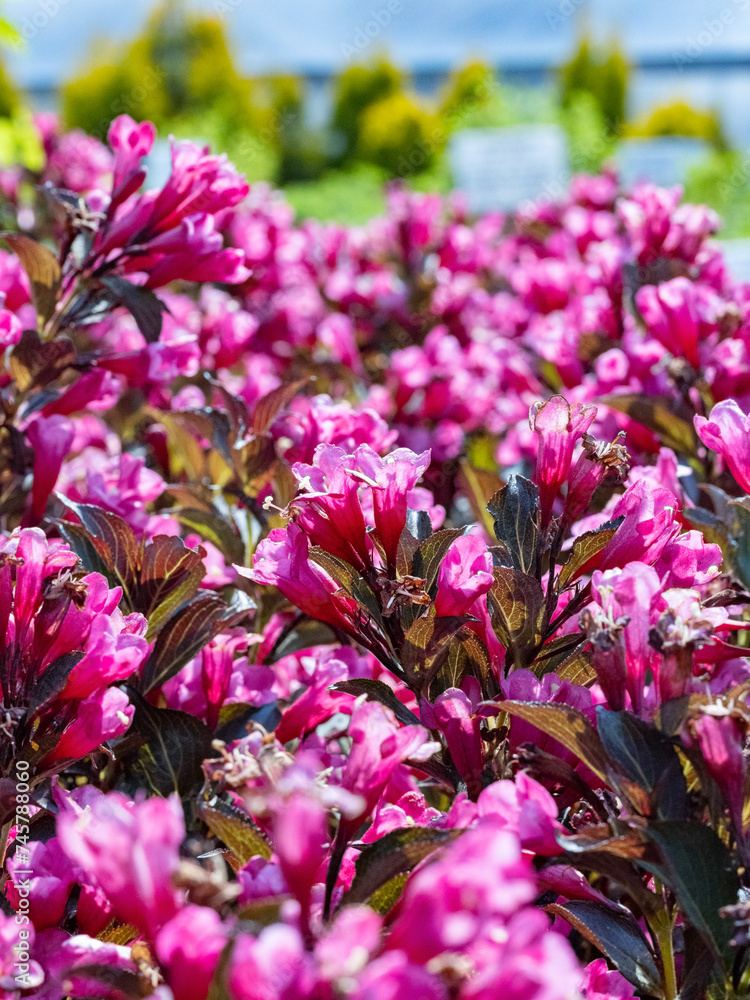 Obraz premium pink flowers in the garden
