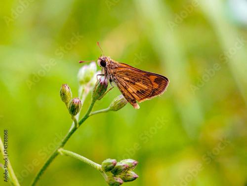 Polites vibex, or the whirlabout, is a grass skipper in the family Hesperiidae.  photo