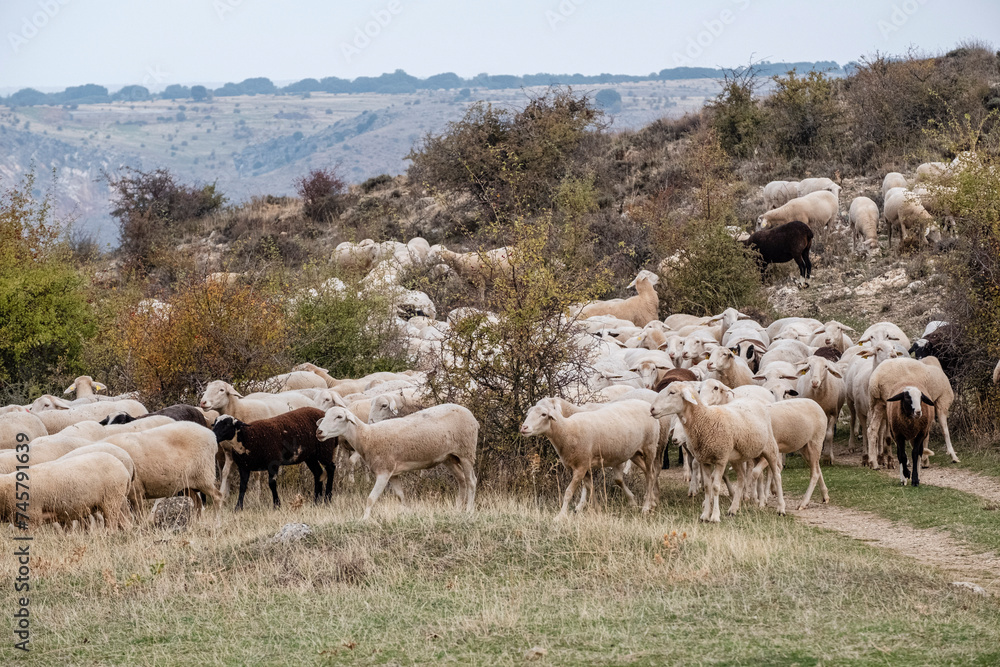 flock of sheep, Gollorio, Guadalajara, Spain