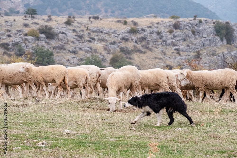 Obraz premium sheepdog leading a flock of sheep, Gollorio, Guadalajara, Spain