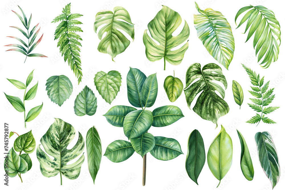 Watercolor tropical plants leaves set isolated white background. Watercolor hand drawing Botanical painting for design - obrazy, fototapety, plakaty 