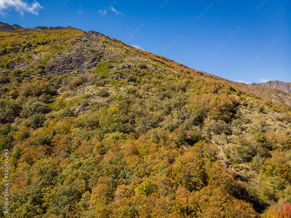 beech of Tejera Negra, Sierra Norte de Guadalajara Natural Park, Cantalojas, Guadalajara, Spain beech of Tejera Negra, Sierra Norte de Guadalajara Natural Park, Cantalojas, Guadalajara, Spain