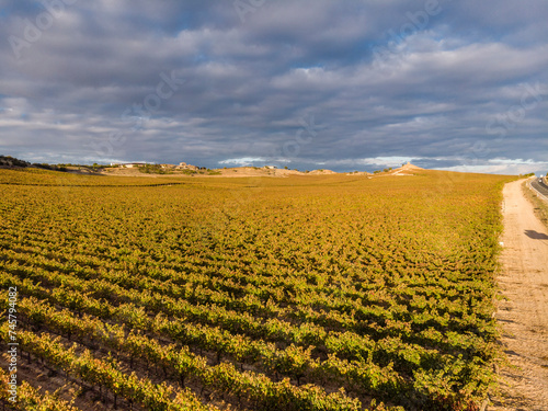 field of vines  Aranda de Duero  Burgos province  Spain