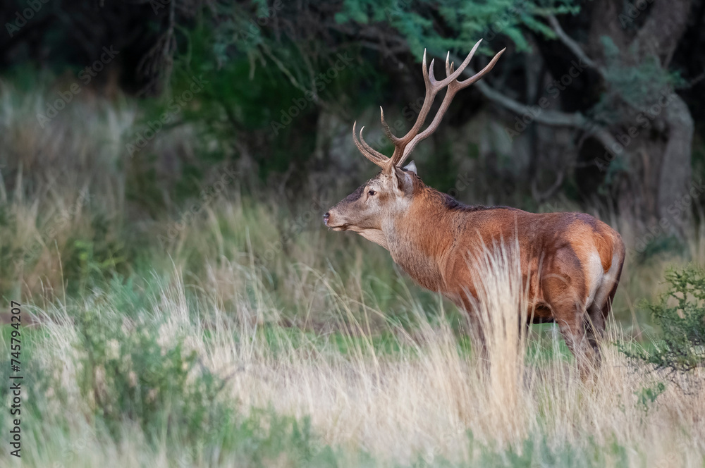 Naklejka premium Red deer in Calden Forest environment, La Pampa, Argentina, Parque Luro, Nature Reserve