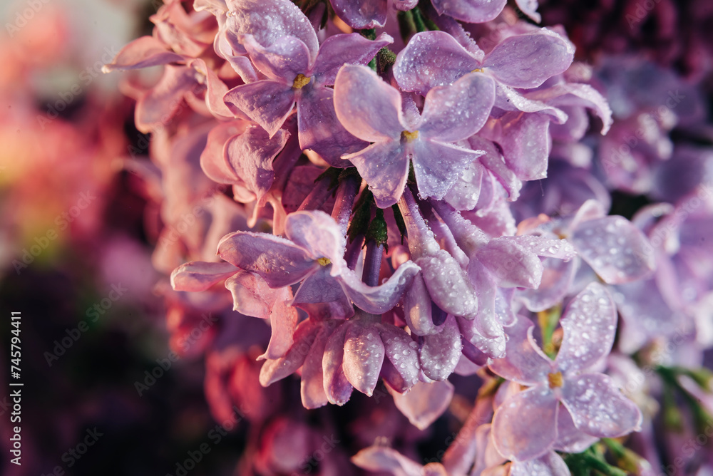 Blooming lilac branch macro close up image background with purple flowers spring season. Gardening and nature Blooming lilac branch macro close up image background with purple flowers spring season. Gardening and nature