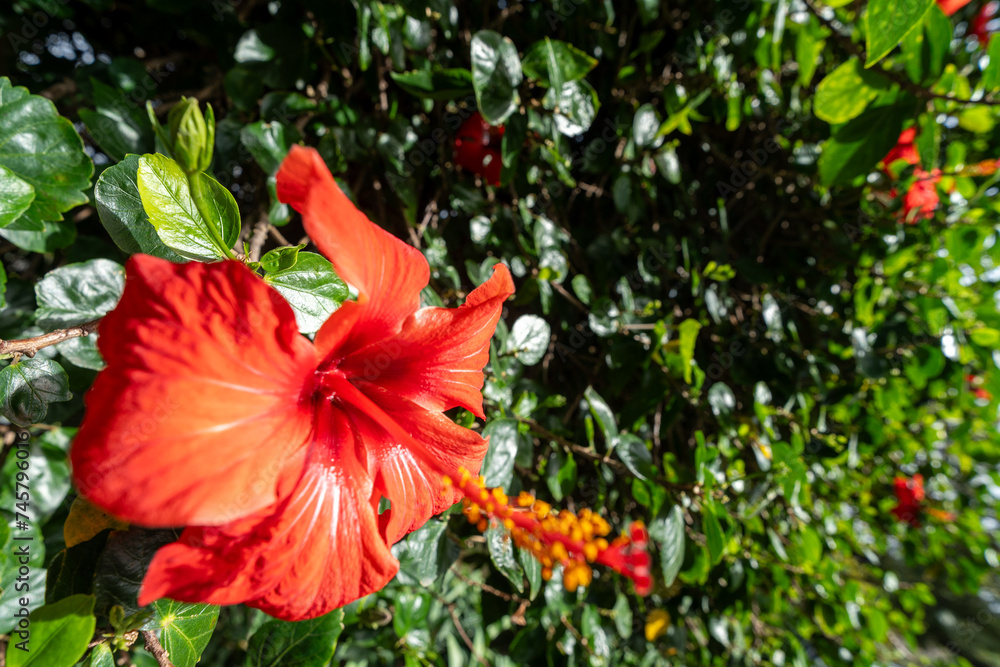 Fototapeta premium red flower in the garden