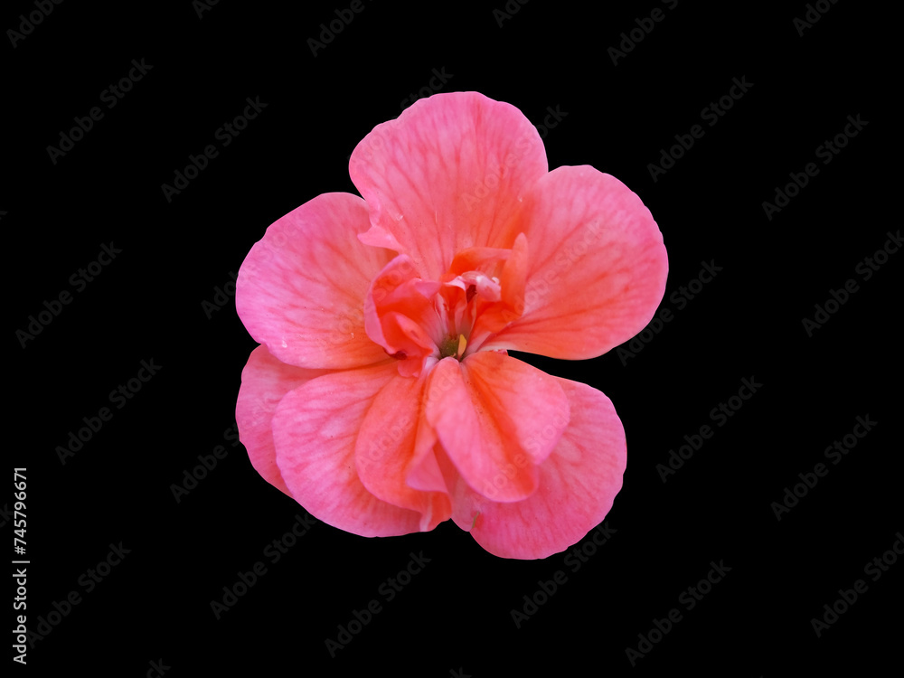 Pelargonium peltatum (Geranium) Red pink flower in bloom isolated on black background Pelargonium peltatum (Geranium) Red pink flower in bloom isolated on black background