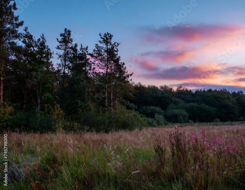 Capture the moment when the forest meets an open field. The sky blushes with pink and orange