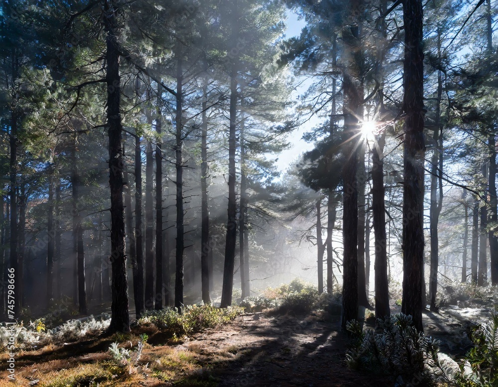 Fototapeta premium Imagine a misty morning in a pine forest. The air is cool, and dew clings to pine needles.