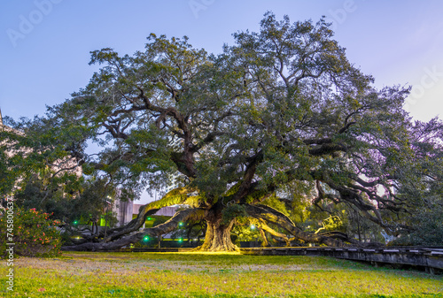 The historic Treaty Oak tree in Jacksonville, Florida, illuminated at twilight.