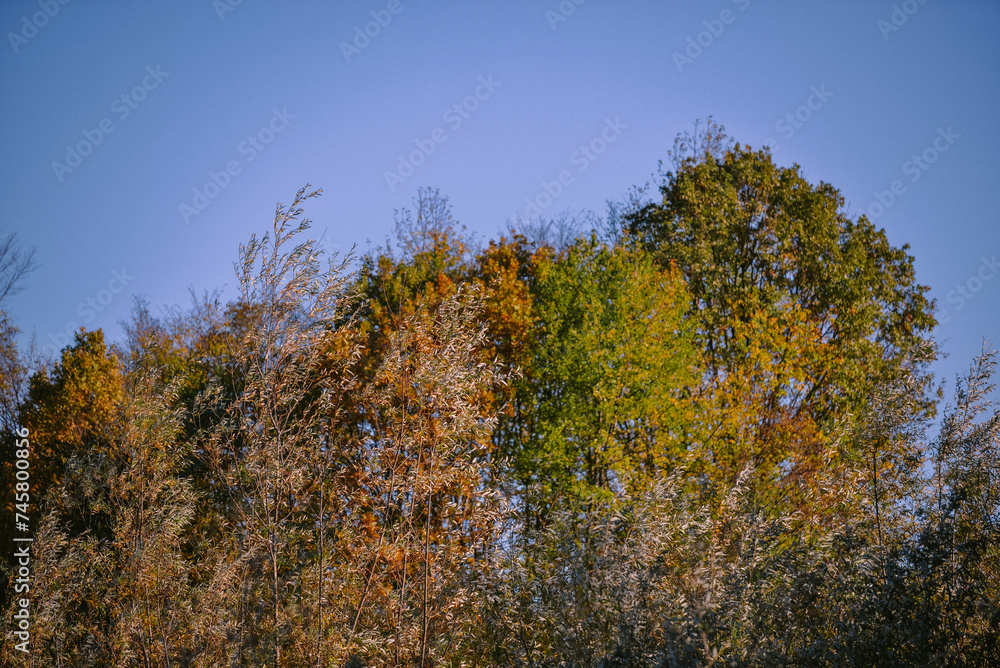 Details with willow branches in the wind. Colorful leaves of a wild tree in the autumn season Details with willow branches in the wind. Colorful leaves of a wild tree in the autumn season