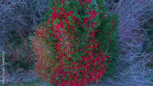 Holly (Ilex aquifolium) with red berries in the Pasiegos Valleys of Burgos and Cantabria. Burgos. Castile and Leon. Cantabria. Spain. Europe photo