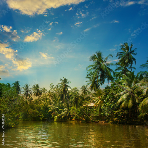 Coconut palms, Mangroves on the shores of a picturesque lake. Beautiful sunset.