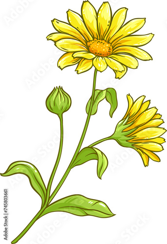 Arnica Plant with Flowers and Leaves Colored Detailed Illustration.