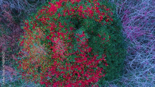 Holly (Ilex aquifolium) with red berries in the Pasiegos Valleys of Burgos and Cantabria. Burgos. Castile and Leon. Cantabria. Spain. Europe photo