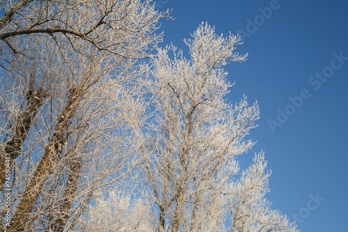 Snow-covered poplars trees branches against a blue sky.
