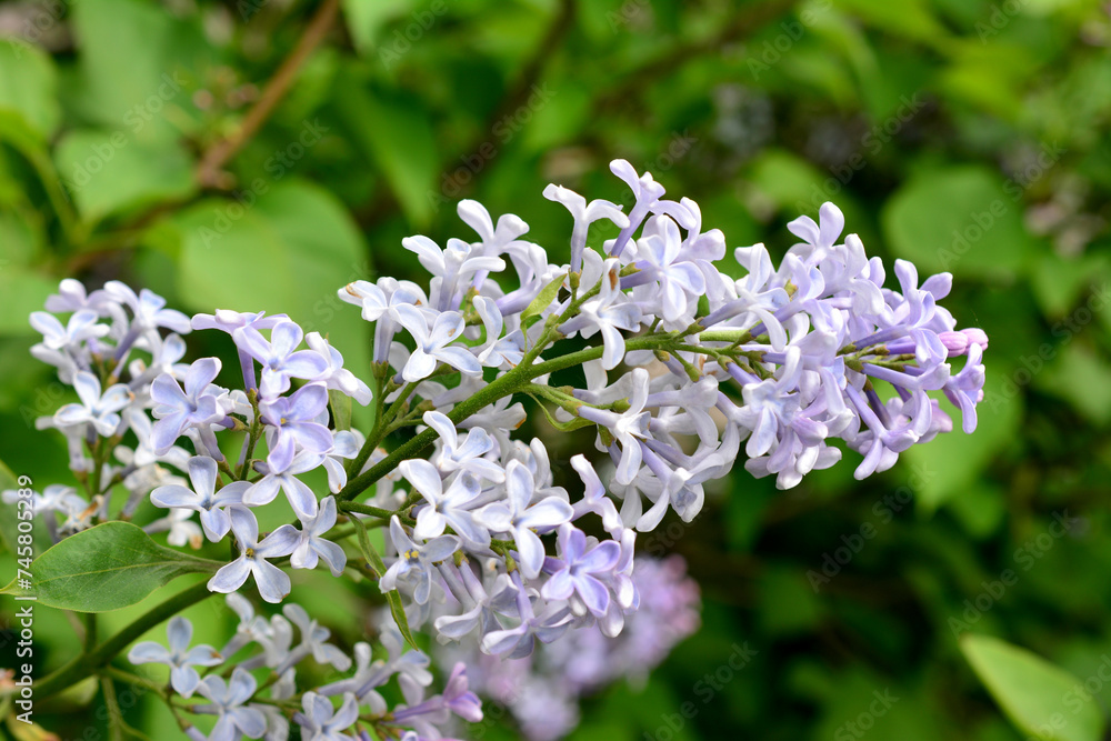 cluster of lilac isolated on green background close up cluster of lilac isolated on green background close up