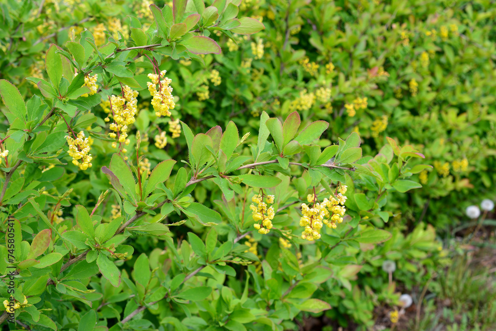 blooming barberry bush with clusters of yellow flowers blooming barberry bush with clusters of yellow flowers