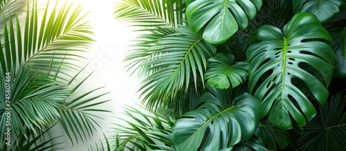 Portrait of tropical palm leaves isolated on white background  copy space