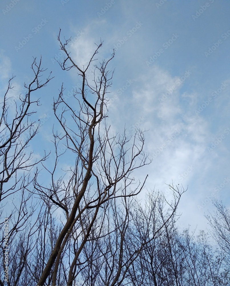 a tree without leaves that is still alive is very nice a tree without leaves that is still alive is very nice