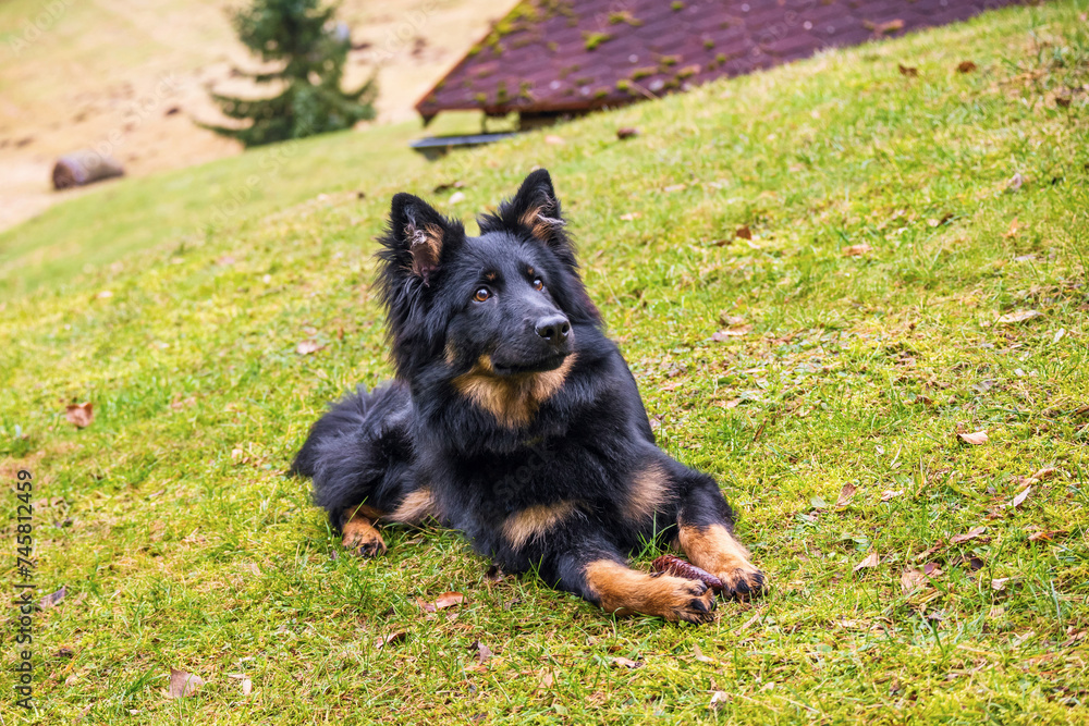 Young dog Bohemian shepherd lies and observes on meadow. Young dog Bohemian shepherd lies and observes on meadow.