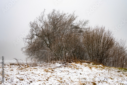 Lonely bare bush in mist on snowy mountain meadow after storm.