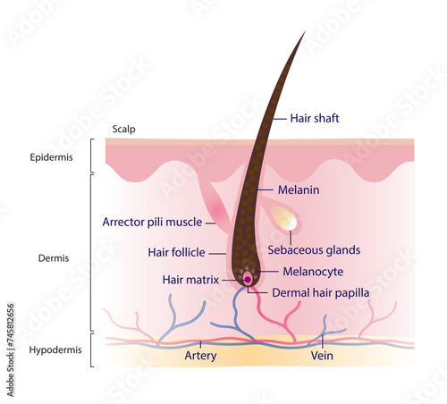 Diagram of hair structure anatomy vector illustration isolated on white background. Cross section of human hair with scalp layer. Hair shaft, arrector pili muscle, follicle, hair matrix and papilla.